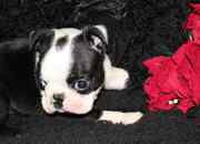 Toilet Trained Boston Terrier Puppies For Sale