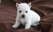 One Year Health Guarantee Westie Terrier Puppies for Sale