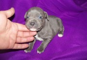 Tested L2HGA / HC CLEAR Staffordshire Bull Terrier Puppies for Sale