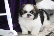 Teapup Microchip Pack Shih Tzu Puppies for Sale