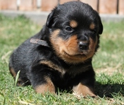 OFA Certified for Heart Rottweiler Puppies for Sale