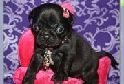 True Type Classic Pug Puppies for Sale