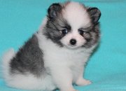 Platinum Micro White Pomeranian Puppies For Sale