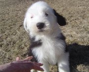 BVA Clear Eye Certificate Old English Sheepdog Puppies for Sale
