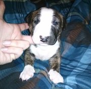 Inoculation Fawn Enlgish Bull Terrier Puppies for Sale