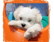 Clean Clear White Maltese Puppies for Sale