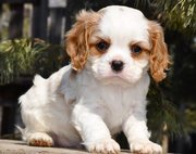 Optigen Clear Blenheim Cavalier King  Charles Spaniel Puppies